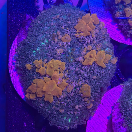 Sunkist Bounce Mushroom