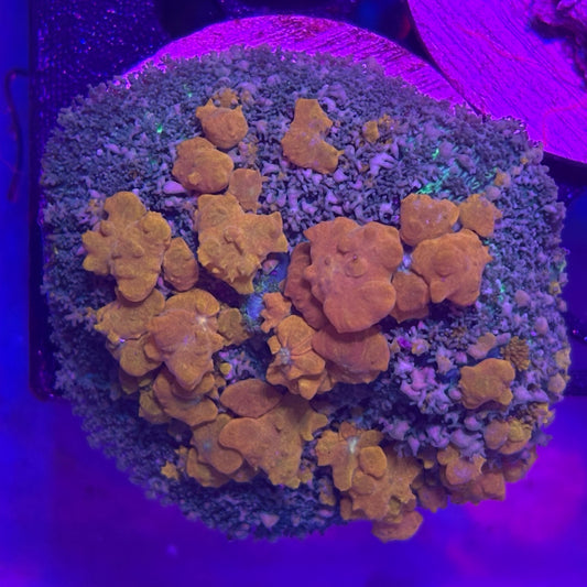 Sunkist Bounce Mushroom