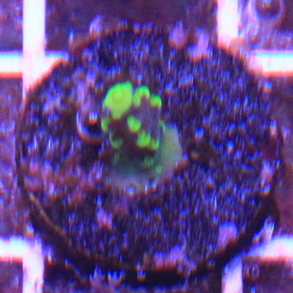 ARC Proximo Acropora