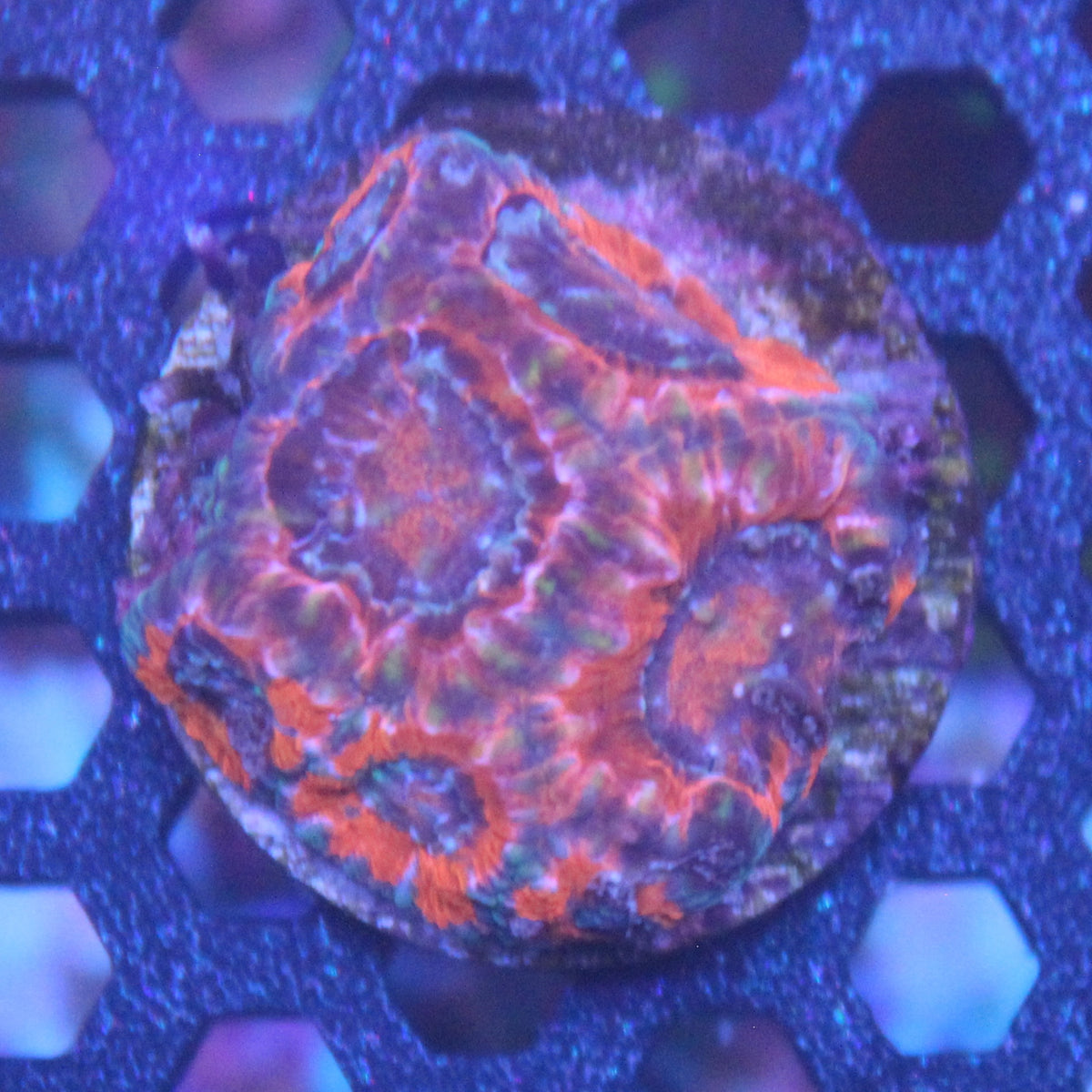 Red Acan