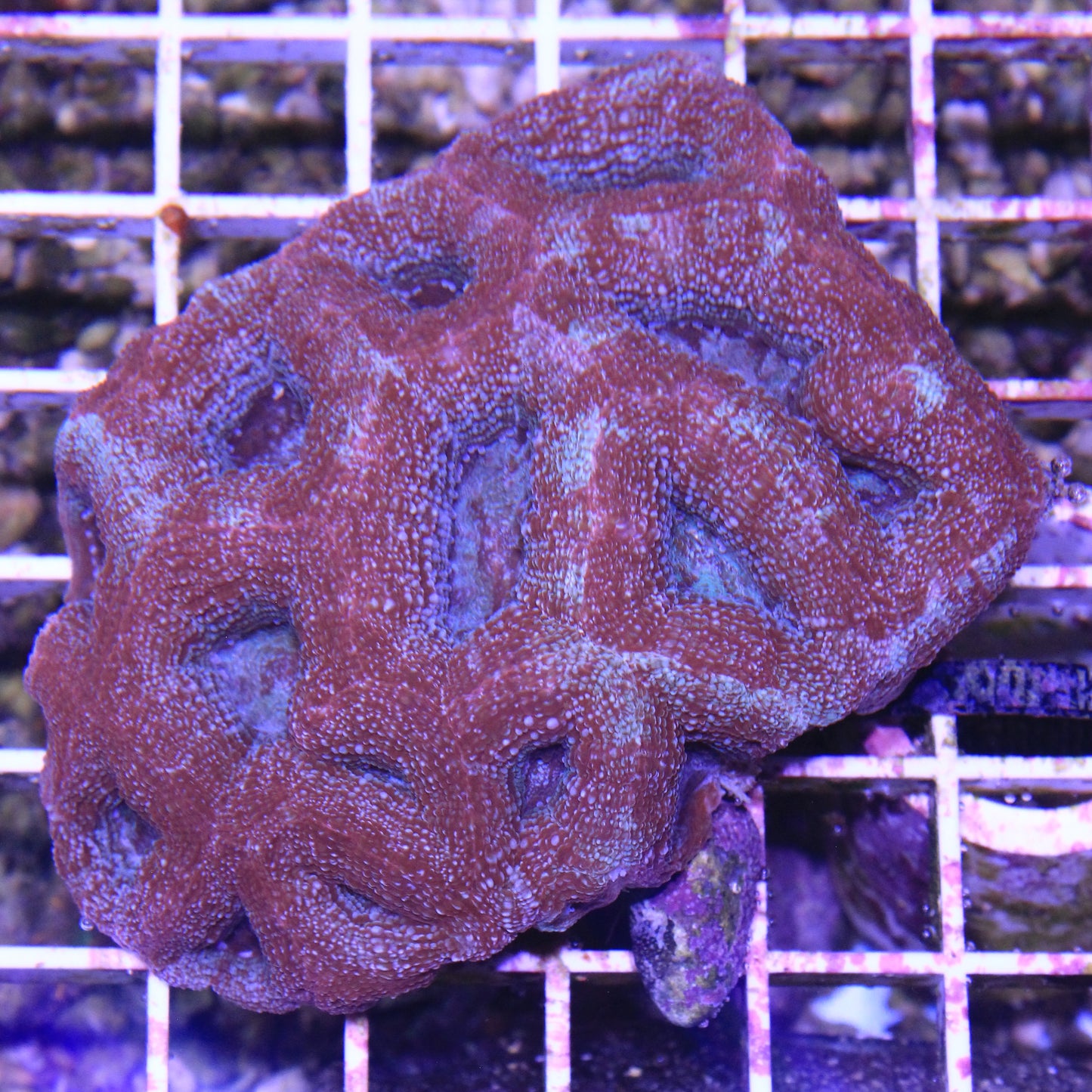 Acan Bowerbanki