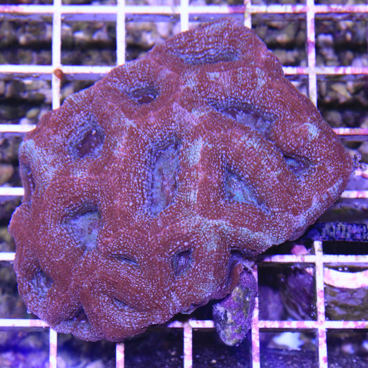 Acan Bowerbanki