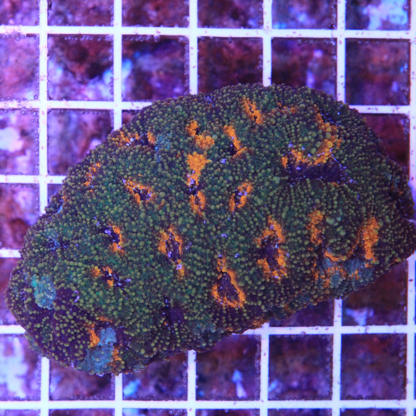 Acan Enchinata 