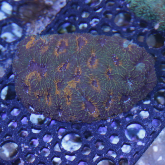 Acan Enchinata