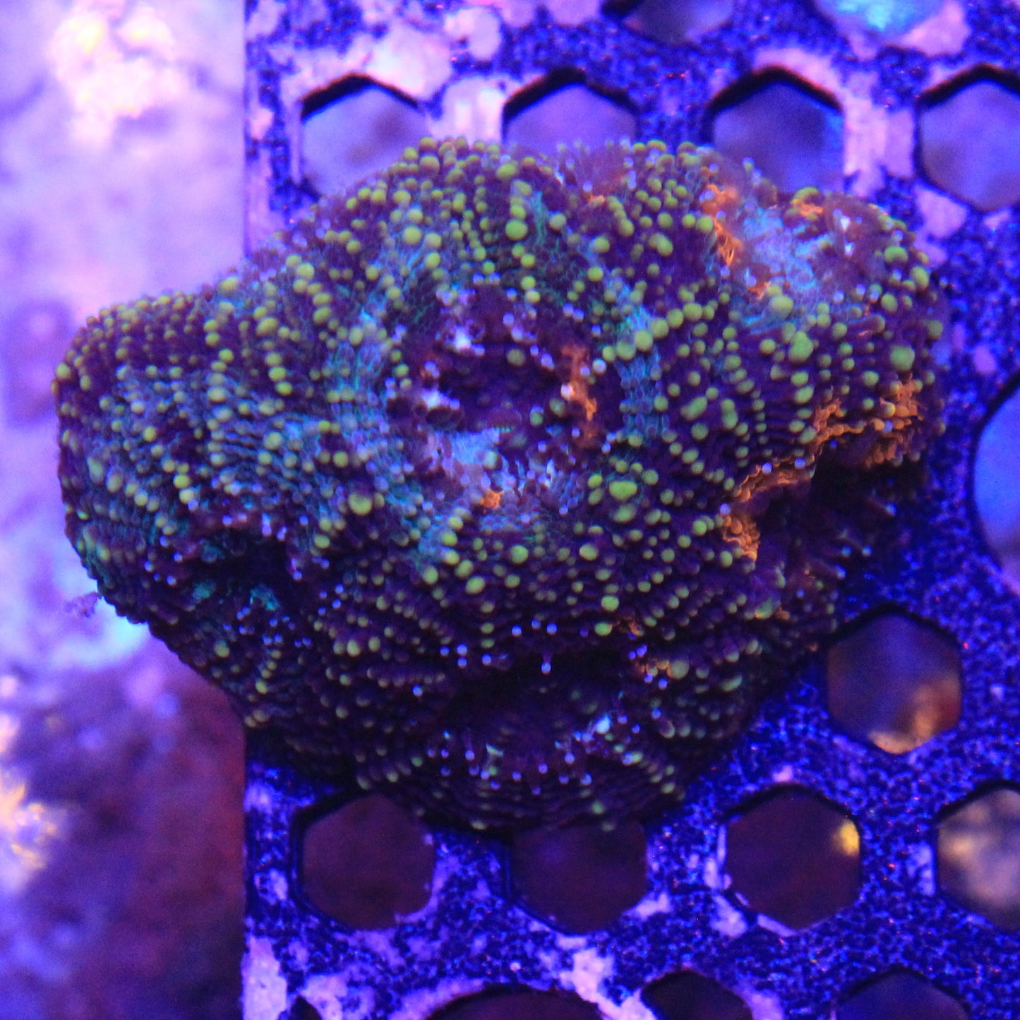 Acan Enchinata 