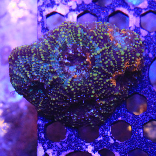 Acan Enchinata 
