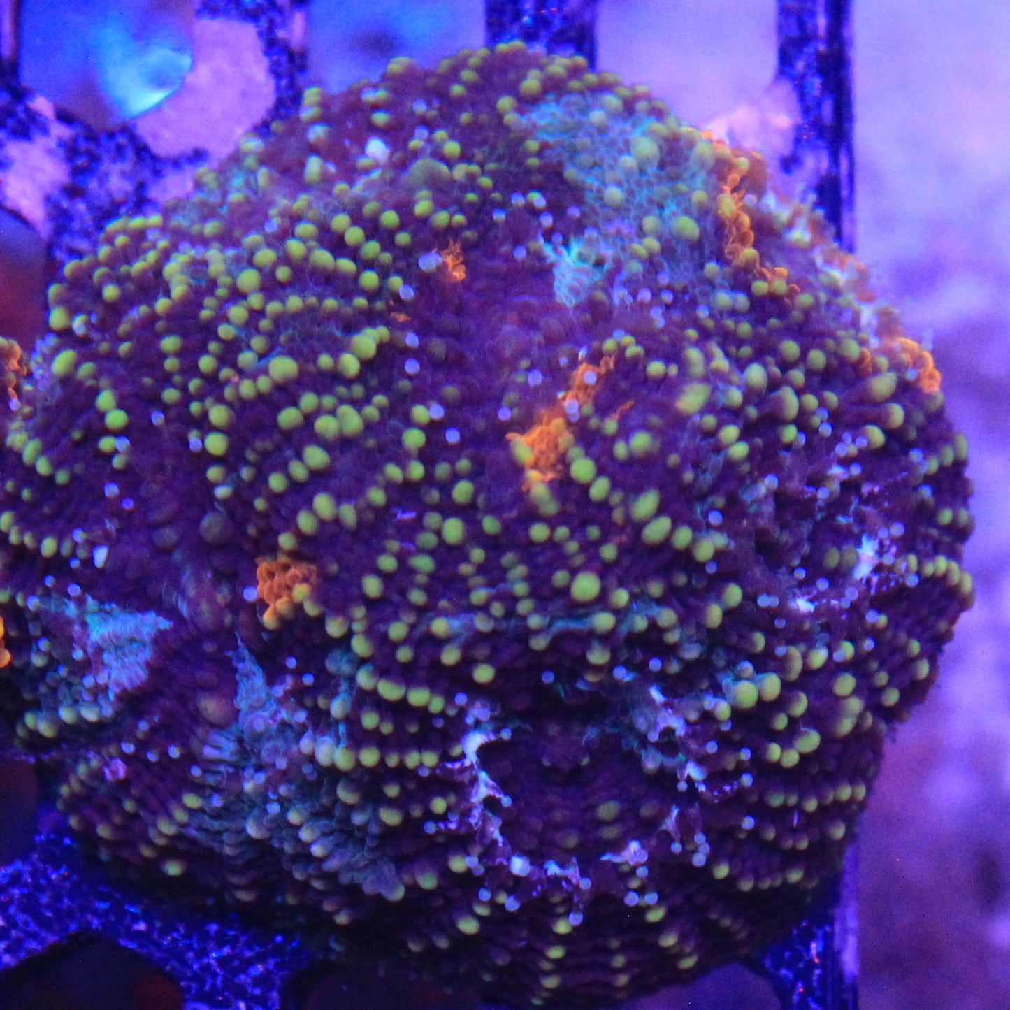 Acan Enchinata 