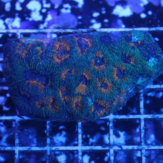 Acan Enchinata Colony