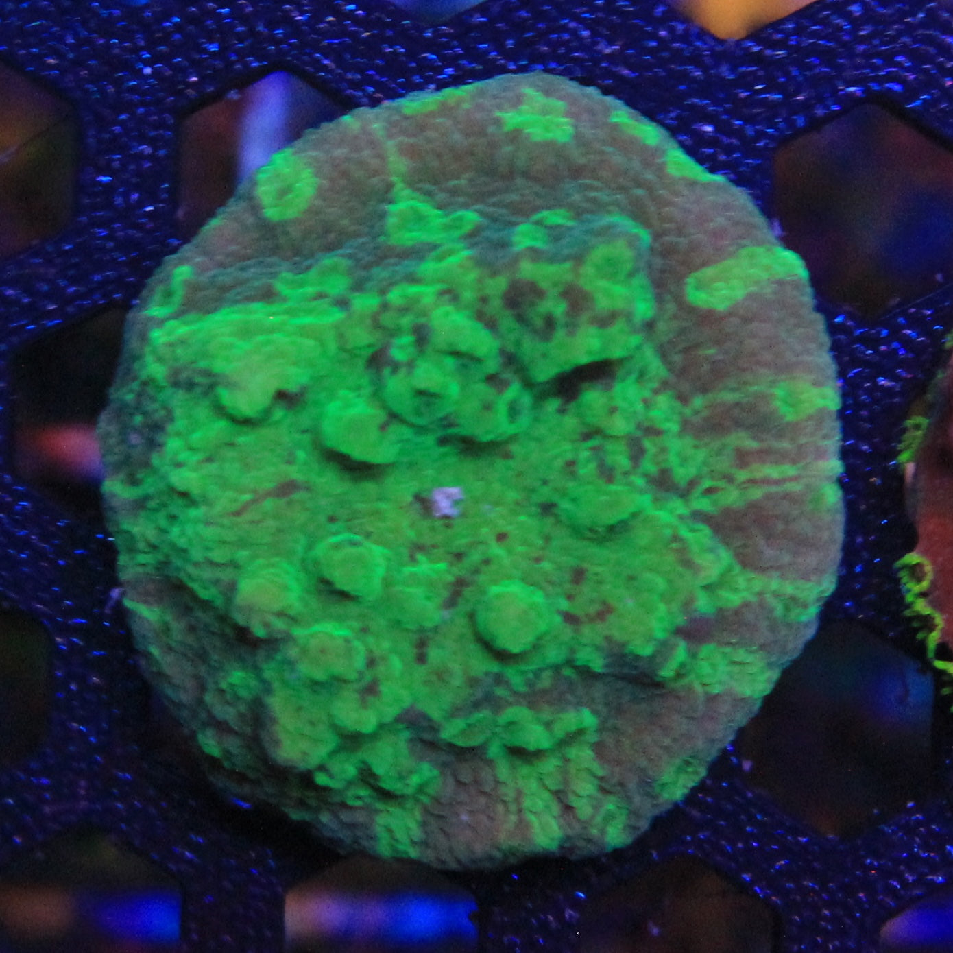 Acid Shower Asteopora