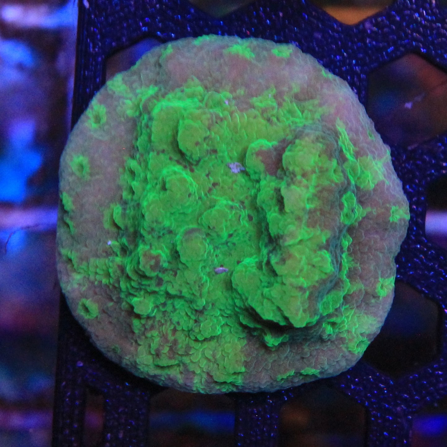 Acid Shower Asteopora