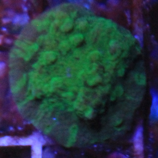 Acid Shower Asteopora