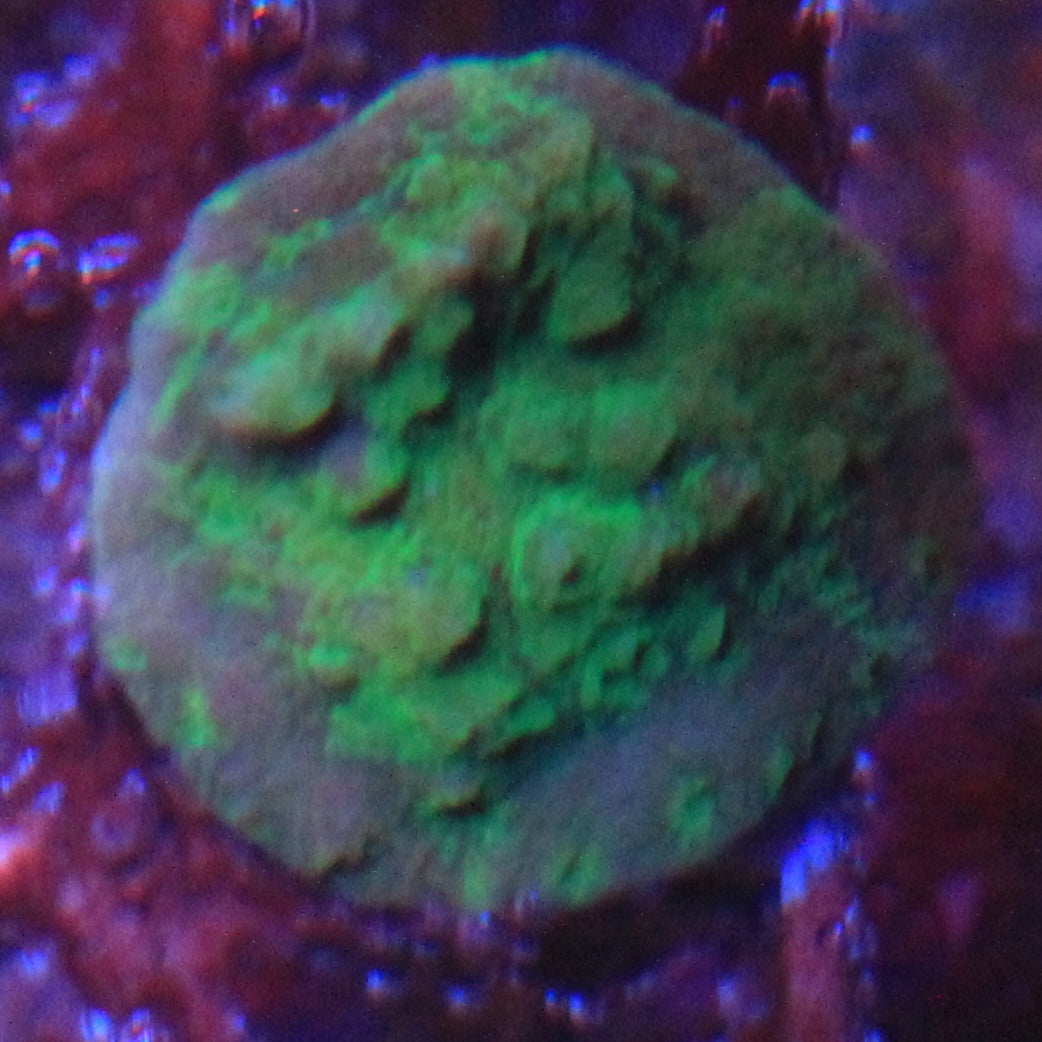 Acid Shower Asteopora