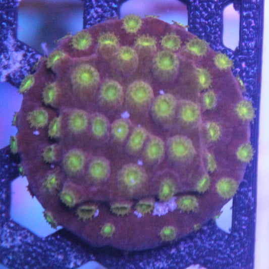 Alien Eye Cyphastrea
