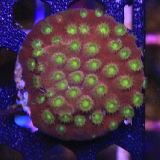 Alien Eye Cyphastrea