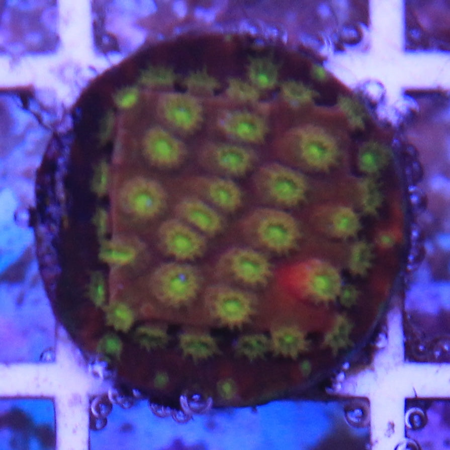 Alien Eye Cyphastrea