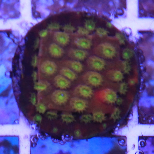 Alien Eye Cyphastrea