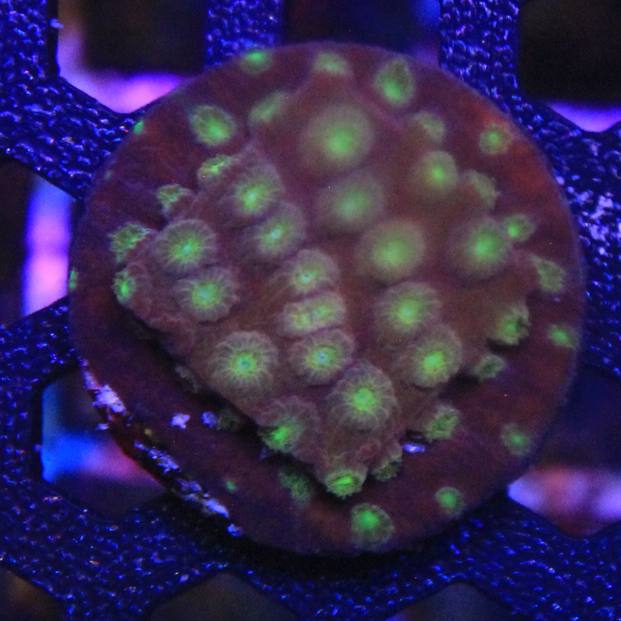 Alien Eye Cyphastrea