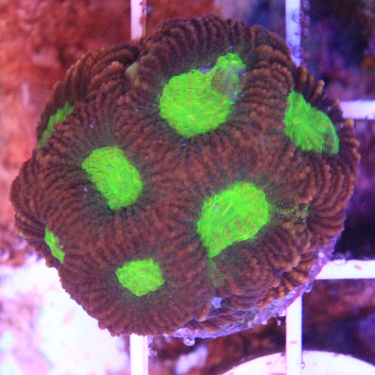 Alien Eye Favia