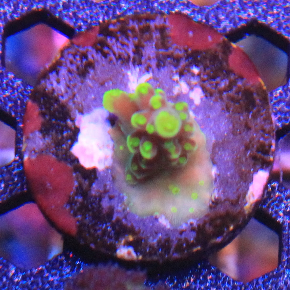 ARC Proximo Acropora
