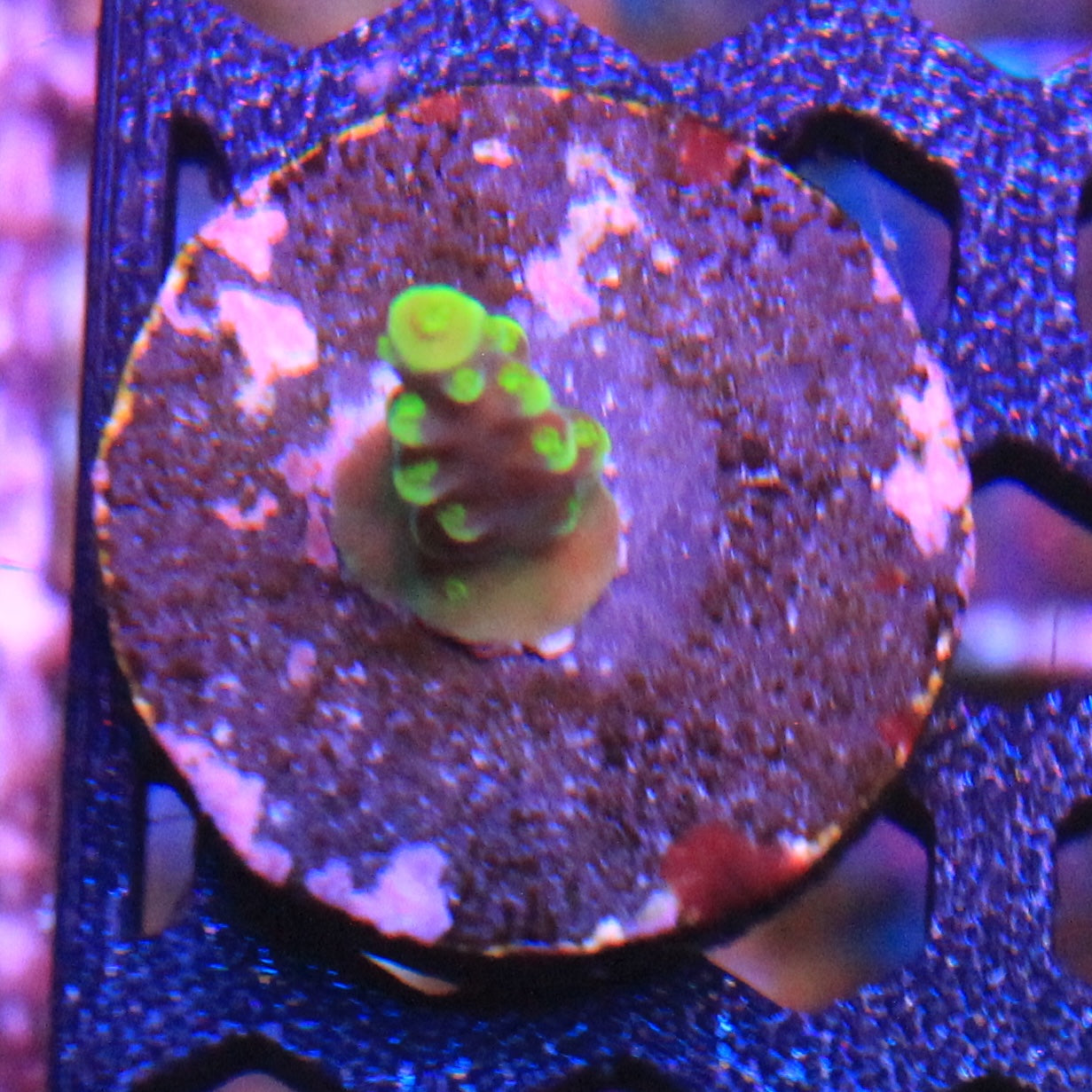 ARC Proximo Acropora
