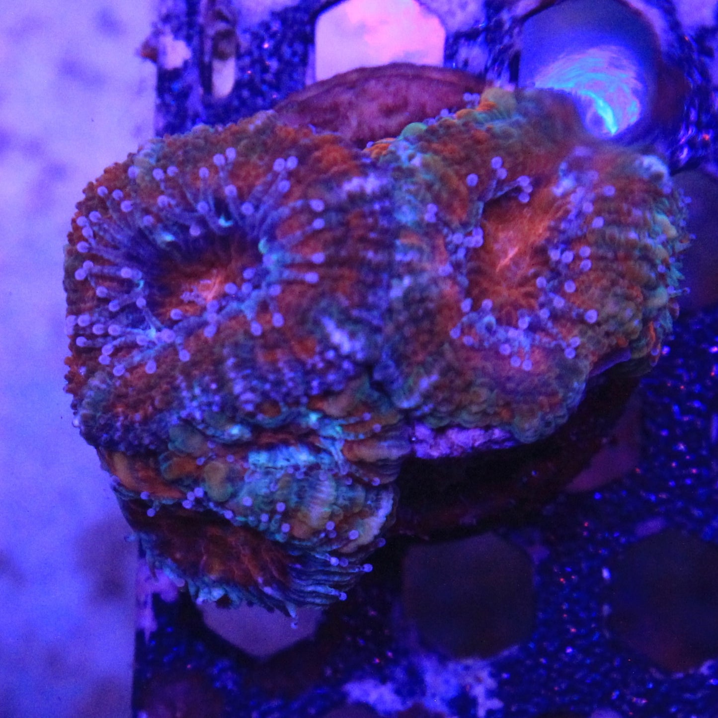 Asian Acan