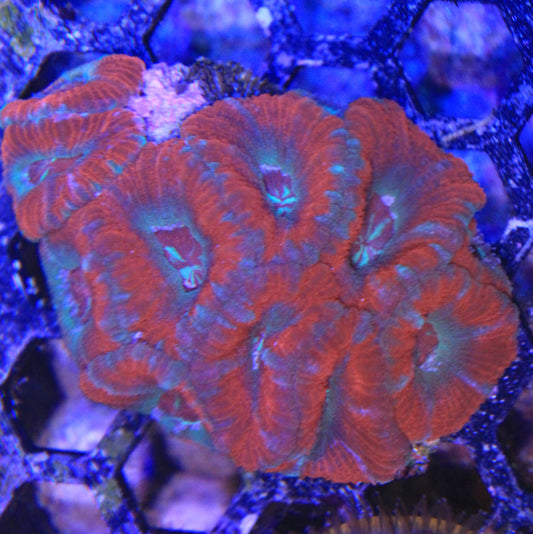 Asian Acan