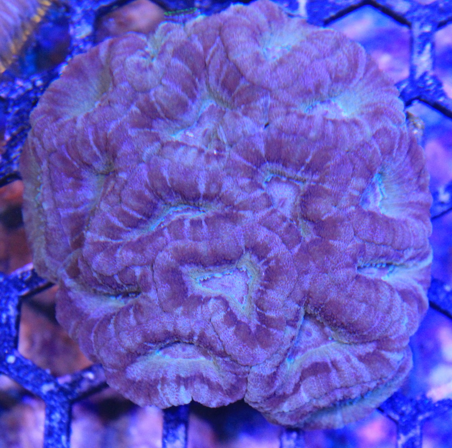 Asian Acan