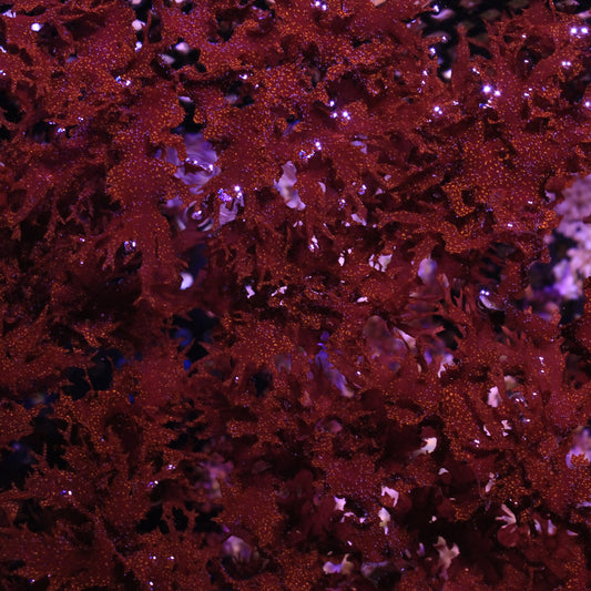 Atomic Broccoli Macro Algae