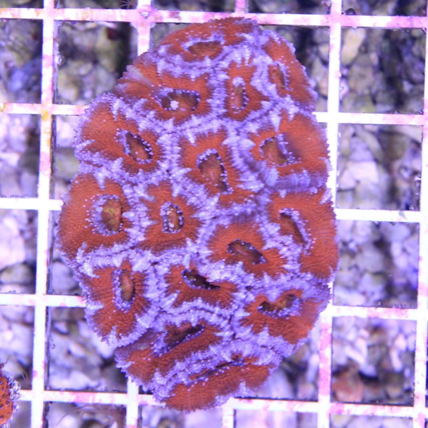 Aussie Rainbow Acan Lord