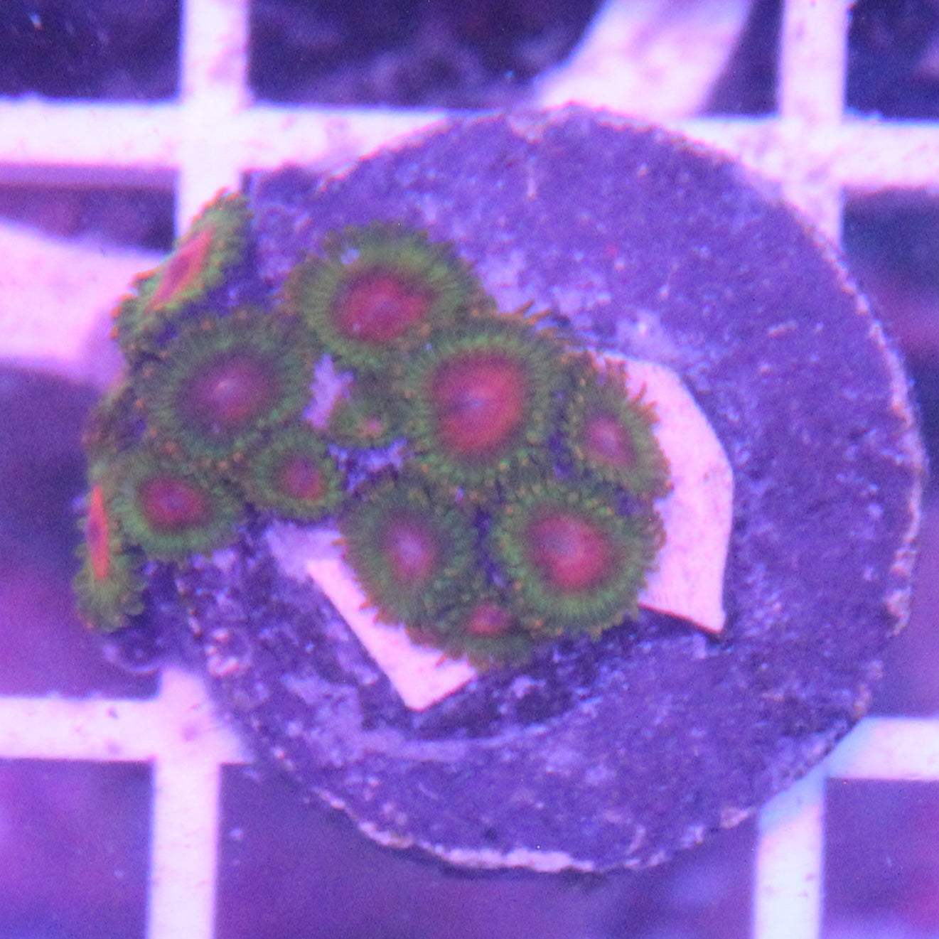 Awesome Blossom Zoa