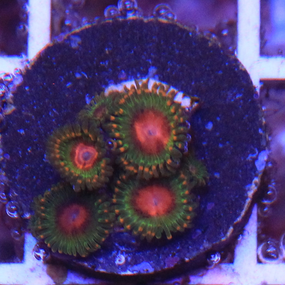 Awesome Blossom Zoa
