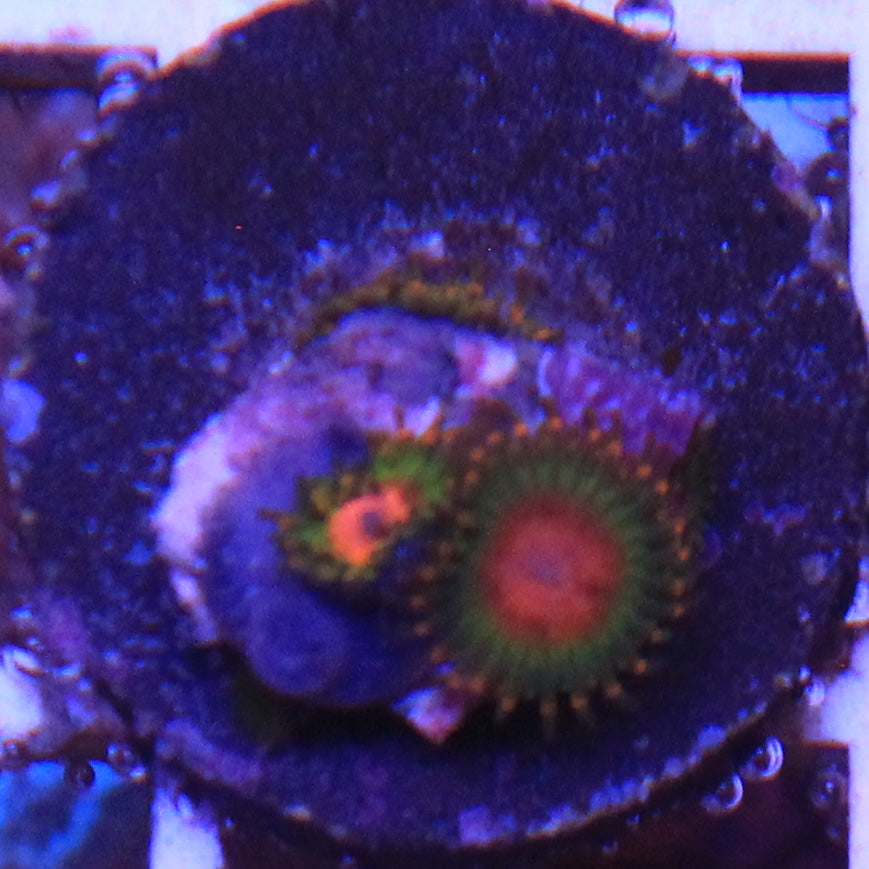 Awesome Blossom Zoa