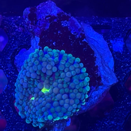 Blue Florida Ricordea