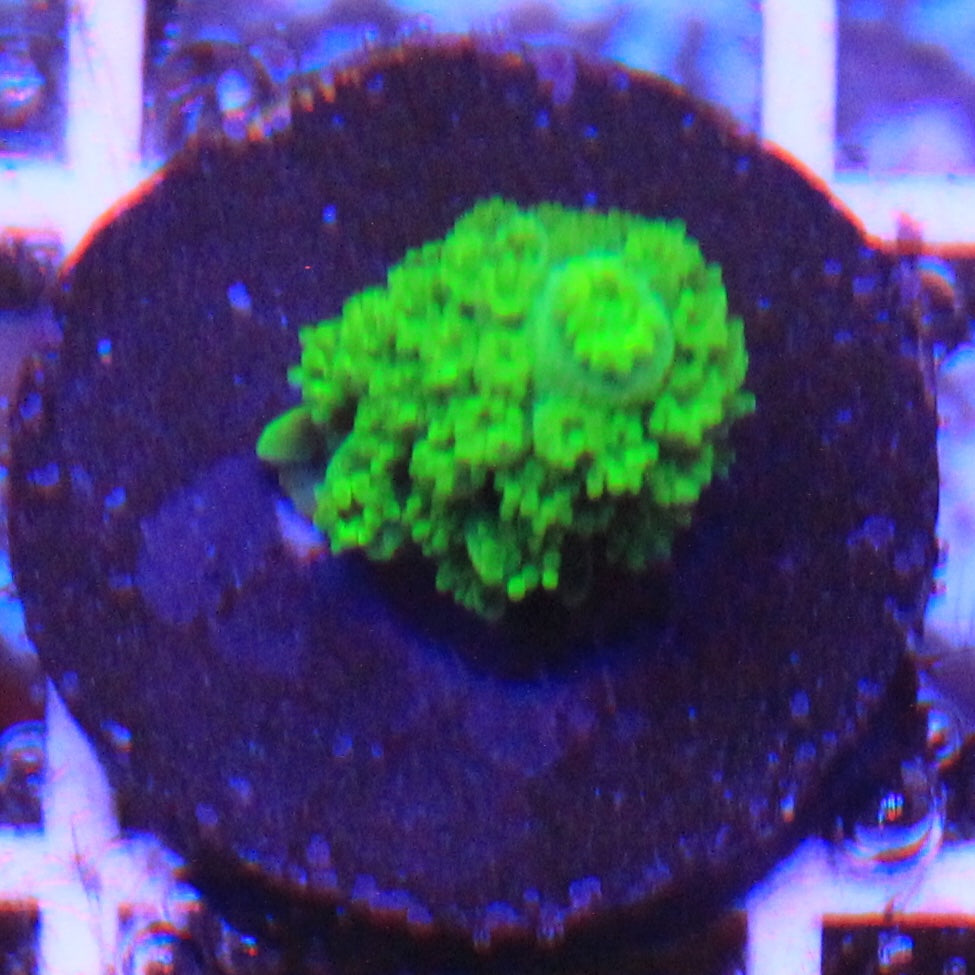 Bali Green Slimer Acro