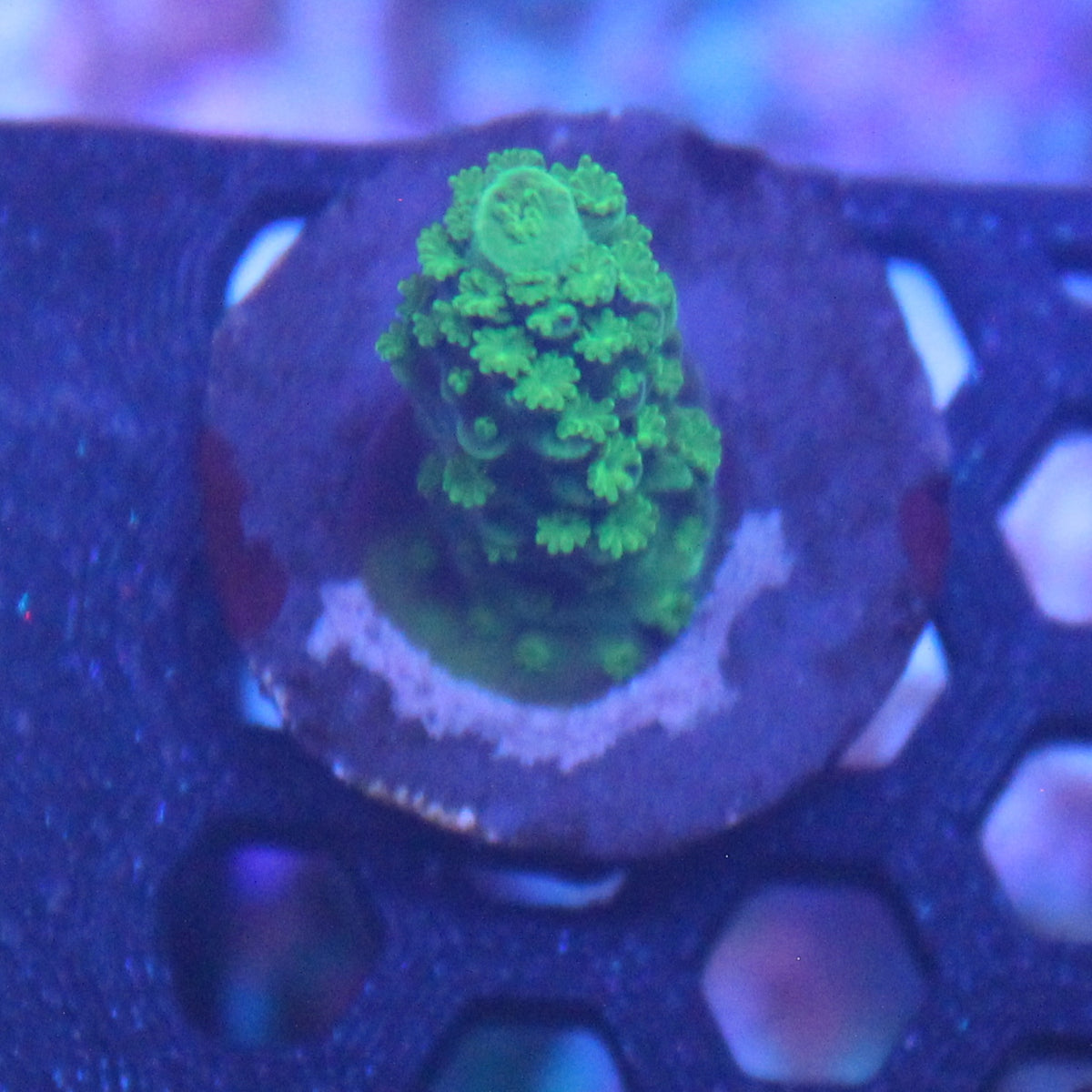 Green Bali Slimer Acro