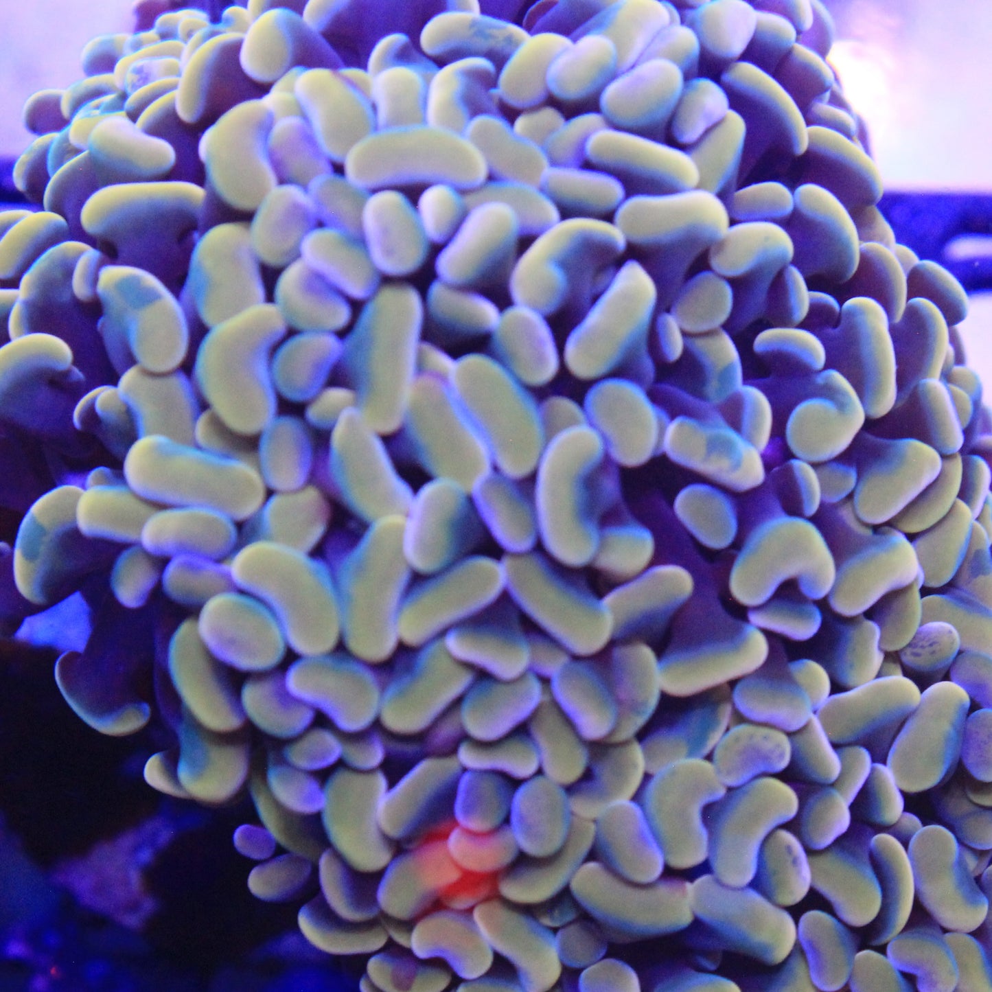 Bigger Head Gold Hammer Colony