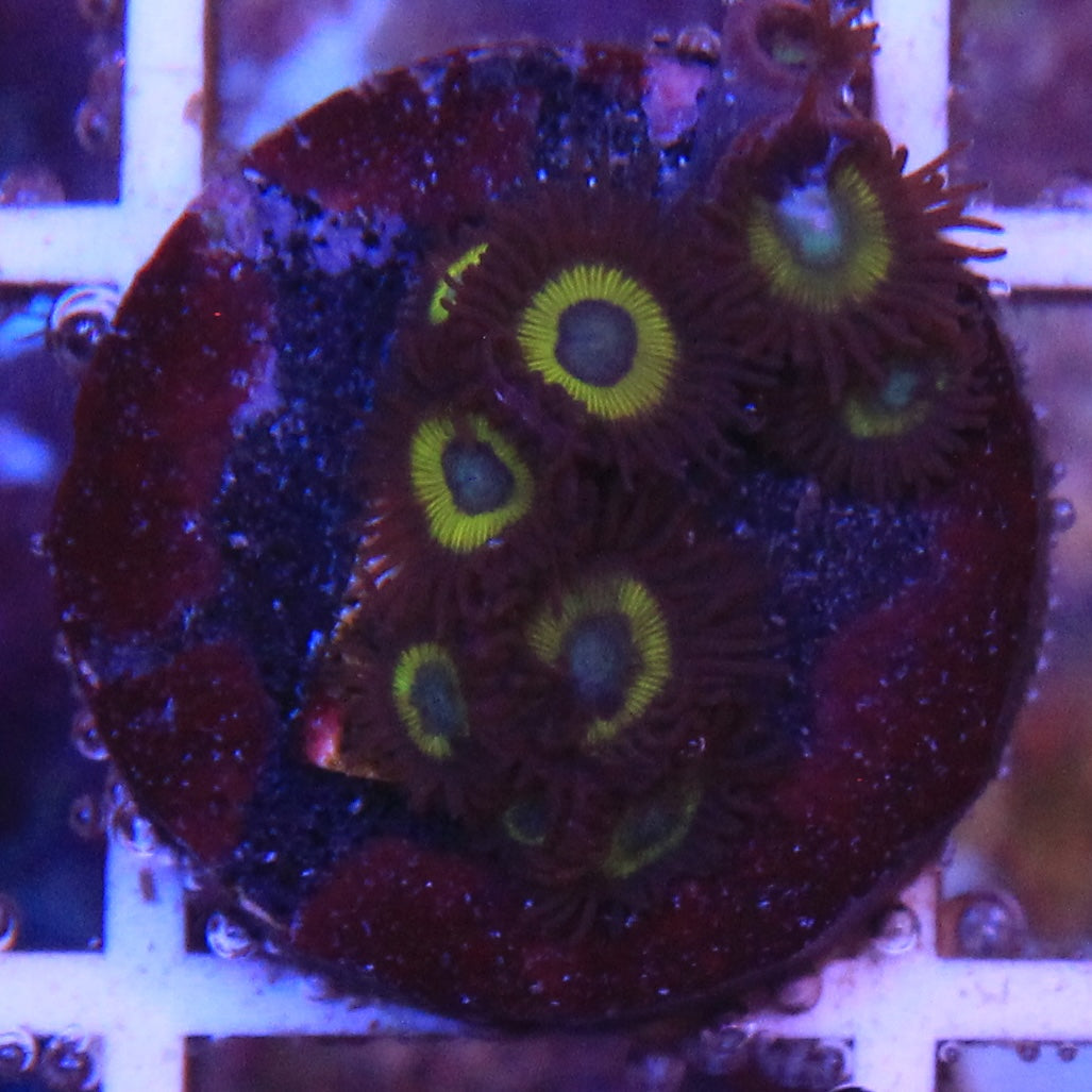 Black Bella Zoa