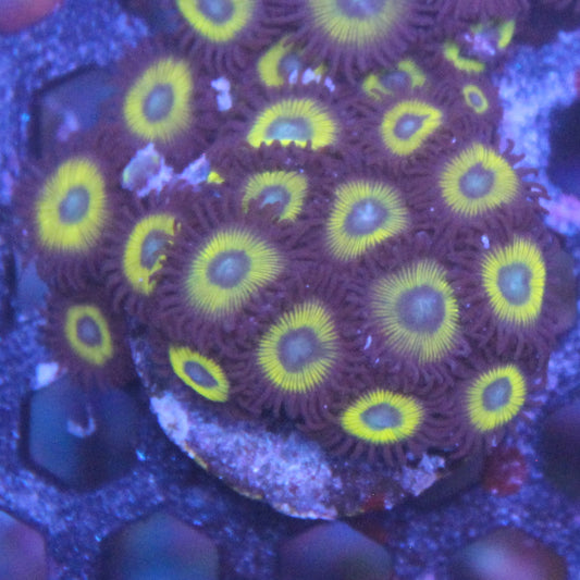Black Bella Zoanthid
