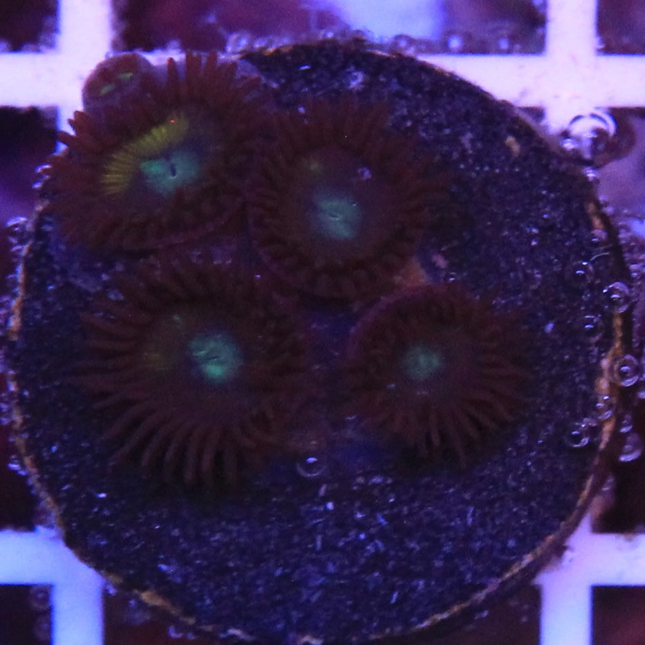 Black Bella Zoa
