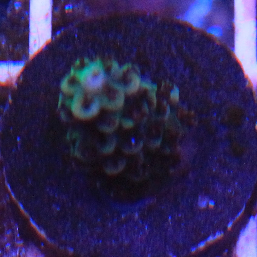 Black Cherry Acro