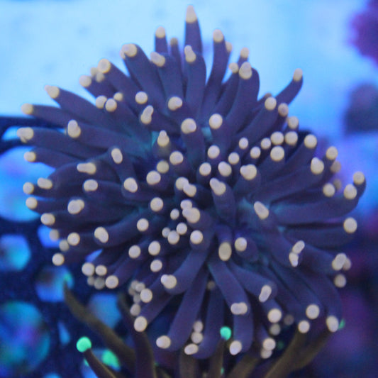 Blacklight Torch