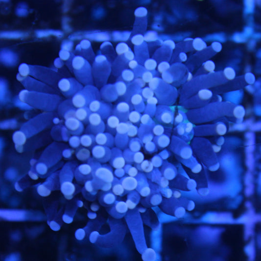 Black with Pink Tip Torch