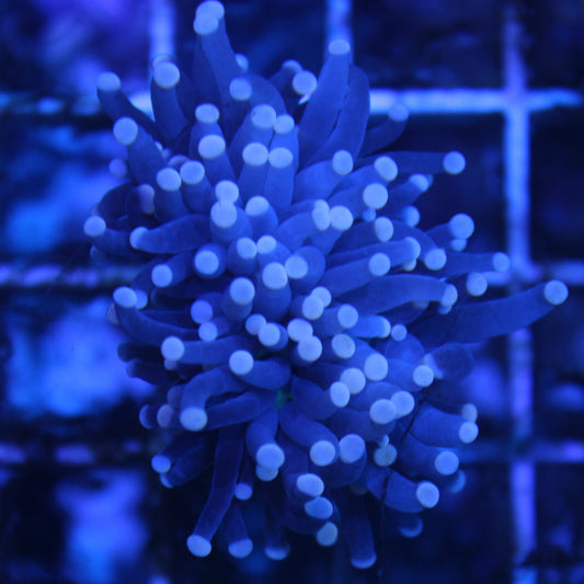 Black with Pink Tip Torch