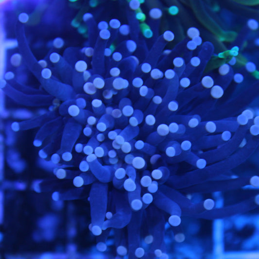 Black with Pink Tip Torch