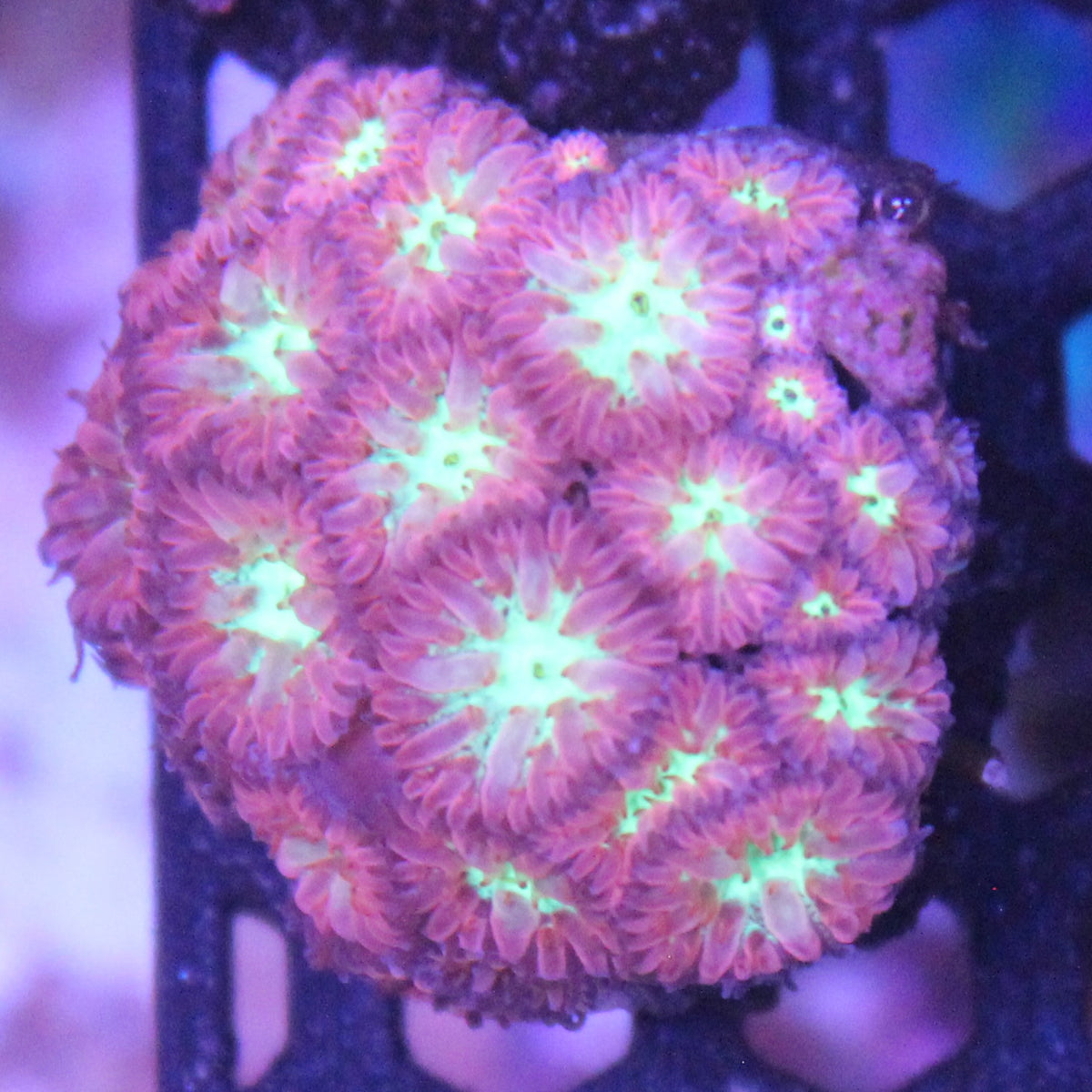 Blastomussa Merletti