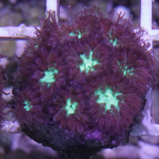 Blastomussa Merletti