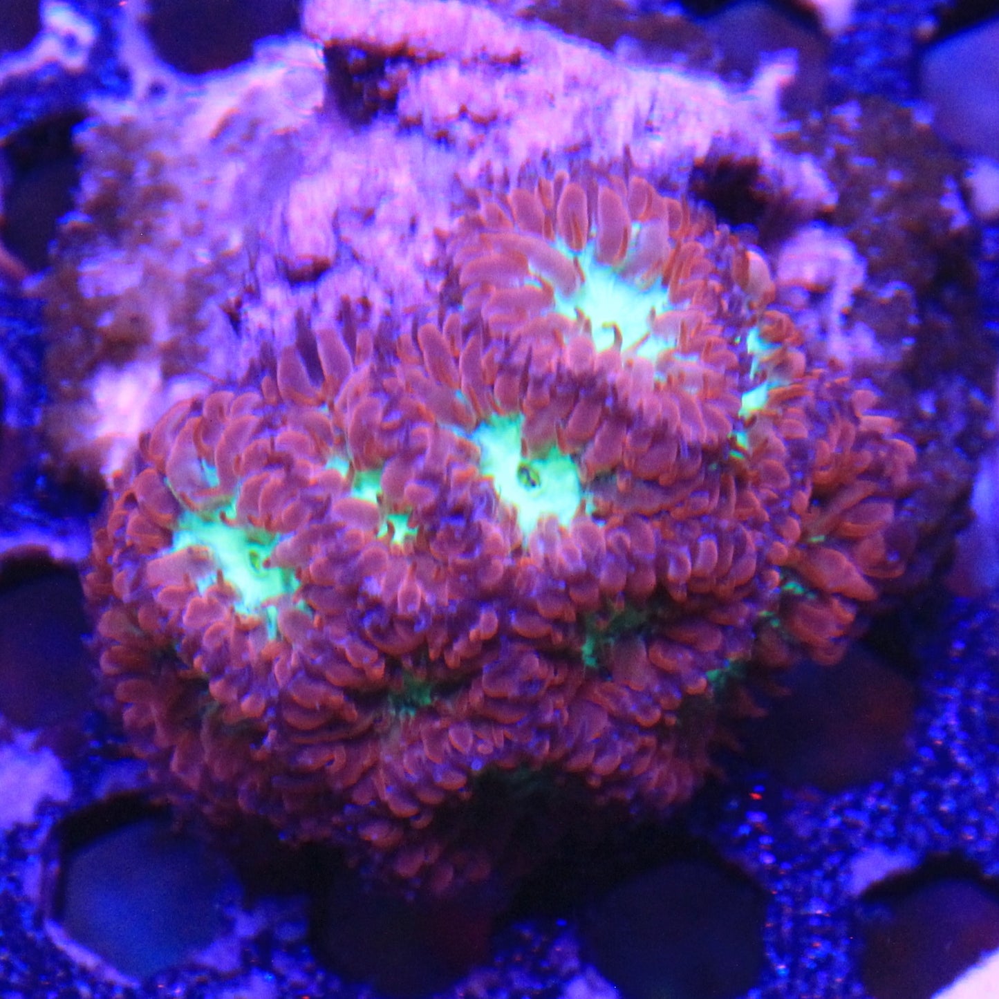 Blastomussa Merletti