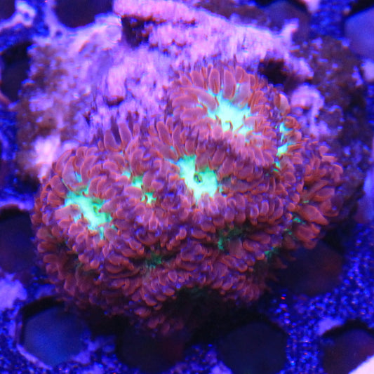 Blastomussa Merletti