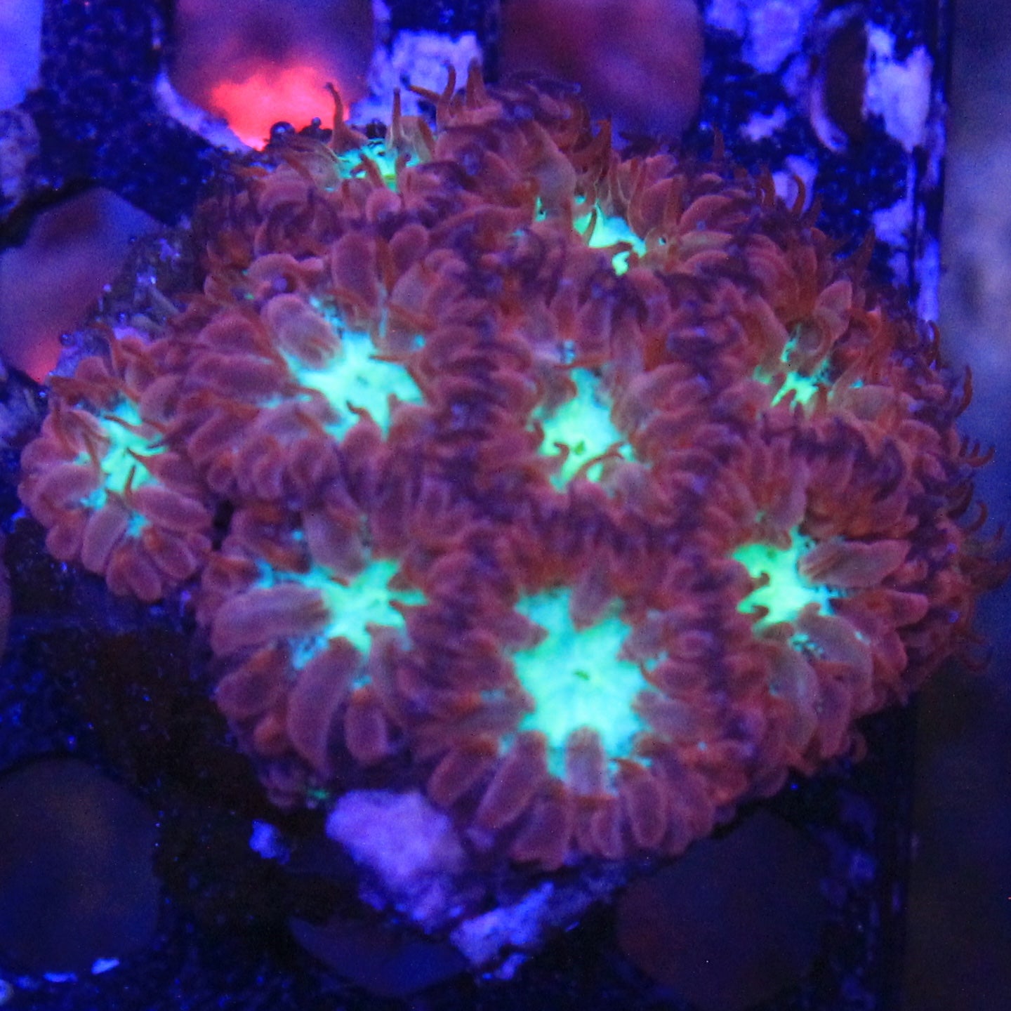 Blastomussa Merletti