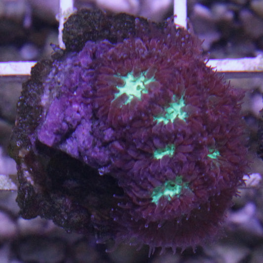 Blastomussa Merletti